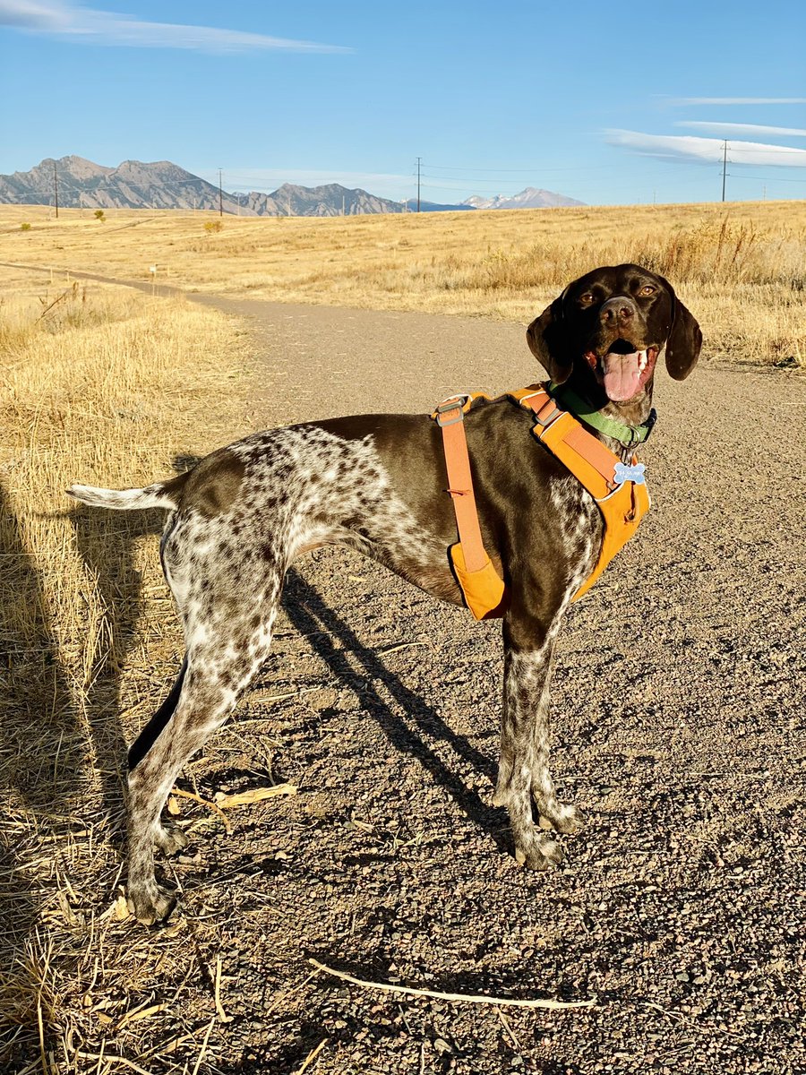 My dog sitter takes better photos of Mochs than I ever have #Stunning