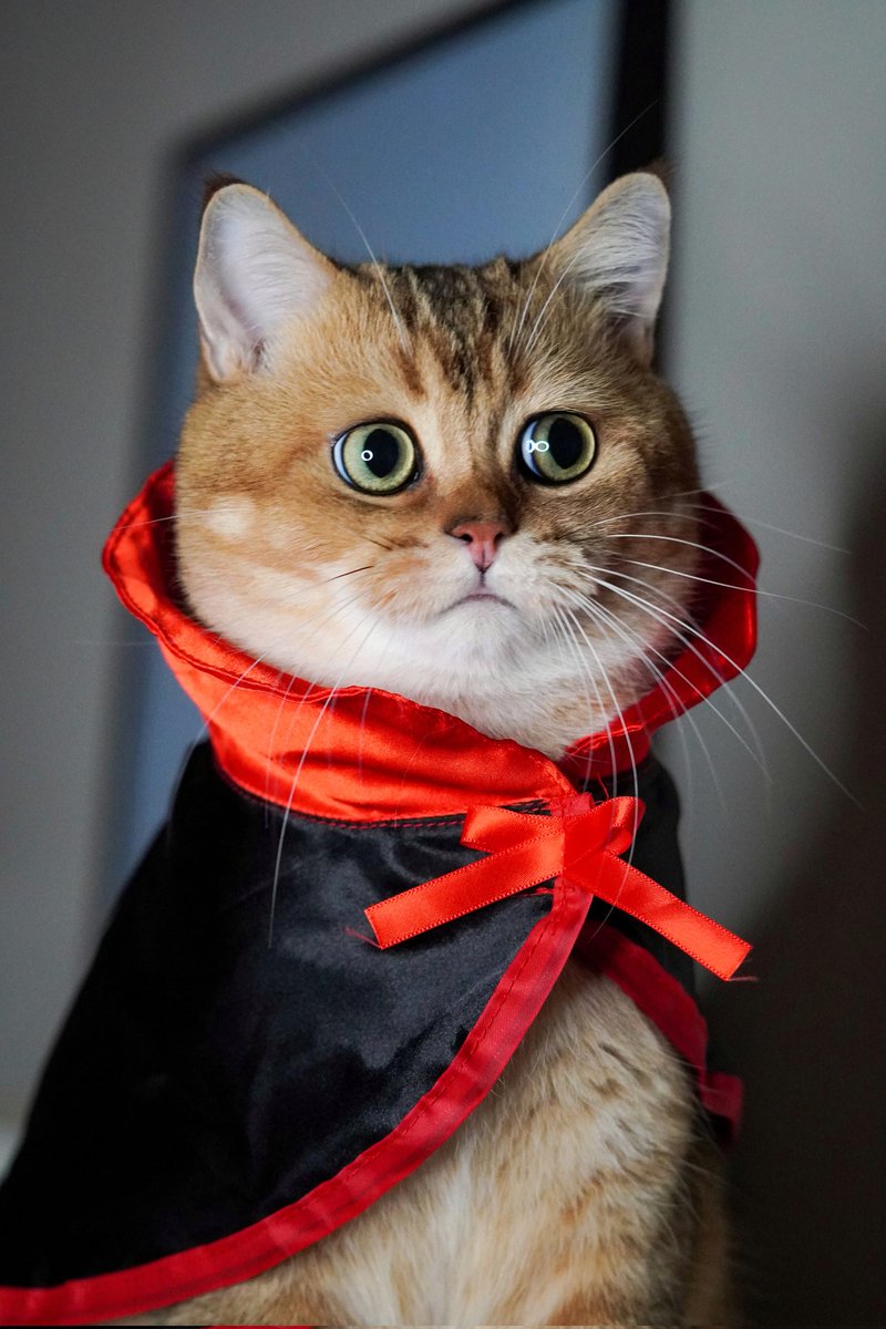 Pazutaki1's tweet photo. Trick or Bite
https://t.co/osP2NuO536 https://t.co/Voe3StmmLf