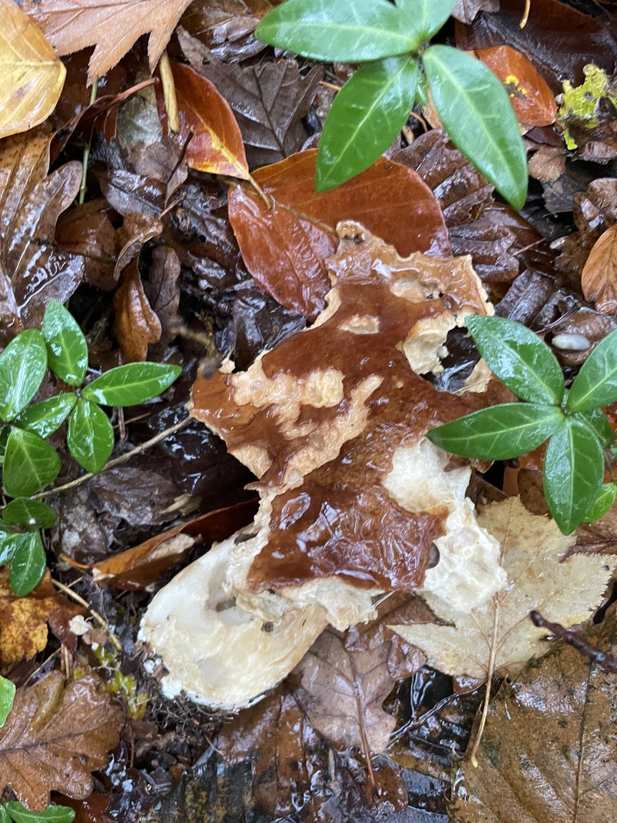 Paul de Leusse tweet media