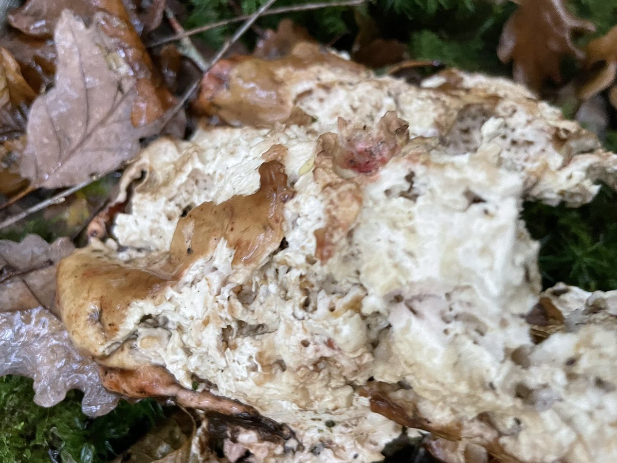 Cher <a href="/rfernandez/">Ramon Fernandez</a>, mieux vaut-il tes vesses de loup et clitocybes inmangeables ou mes cèpes déjà mangés ? 🍄