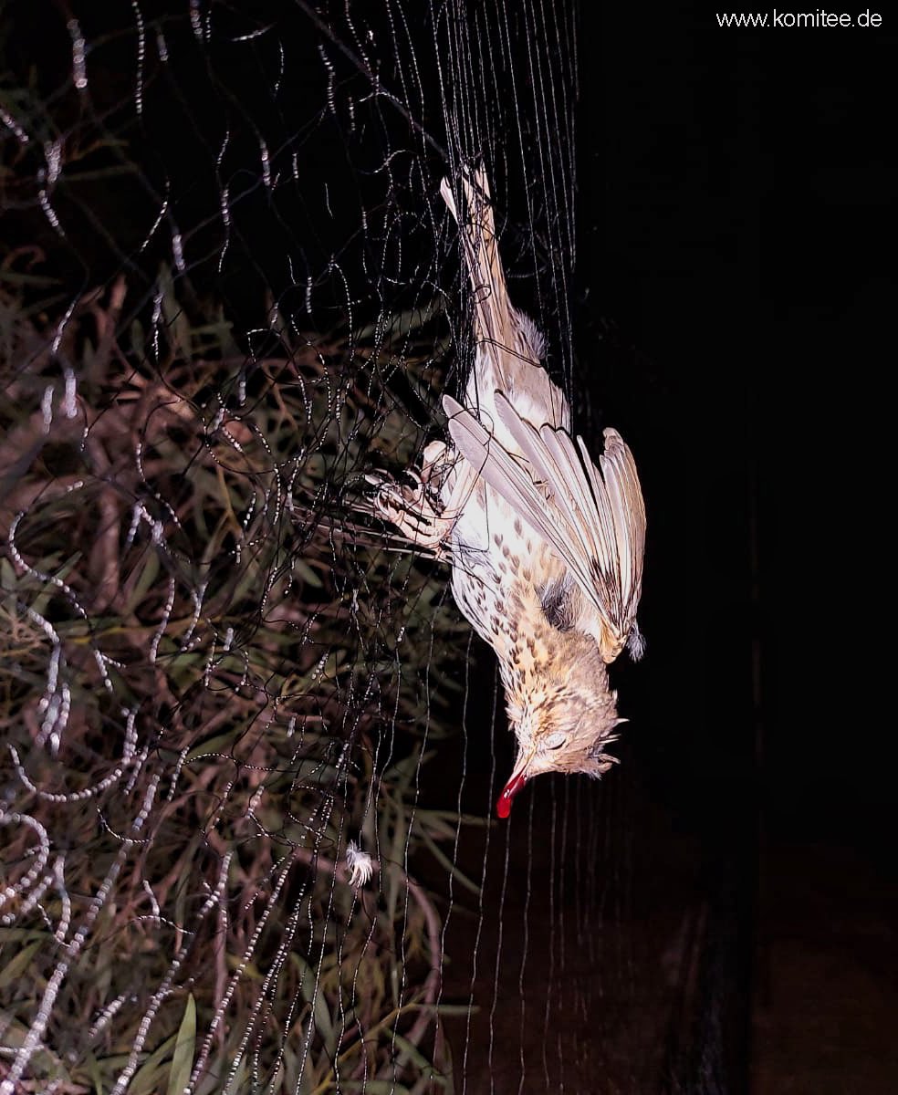CABS_REPORTS's tweet photo. The tide of migration begins to turn in #Cyprus. First #SongThrush trapping site of the season shut down in the British ESBA w/@bfcyprus. More here: https://t.co/oTYo3FVSj7 https://t.co/VlSlH2rt0w