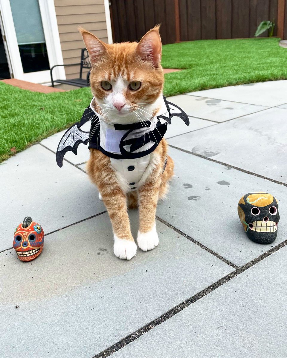 _Purrcy_'s tweet photo. Happy Halloween #HappyHalloween2021 #CatsOfTwitter #CatsInCostume2021 #cats #cute #catsofinstagram https://t.co/CPdEv9Sgnc
