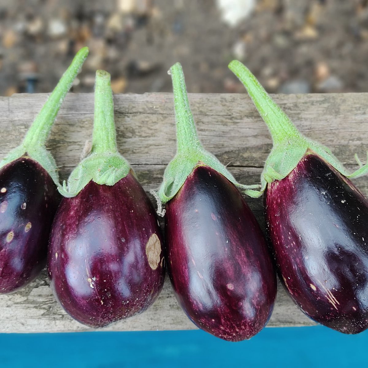 progresslondon's tweet photo. Organic food, and seed harvesting. Self-sustainability....
#Seed2Plate #Time4Progress #Seed2seed
๐ธ:@progresslondon Angell Town Community Food Gardens, Brixton, Lambeth, London
#TheBiggerPicture #SocialChange
#Global #Empowerment #FutureFood #ResilienceGardening #Food4Thought https://t.co/vqTrWREiqf