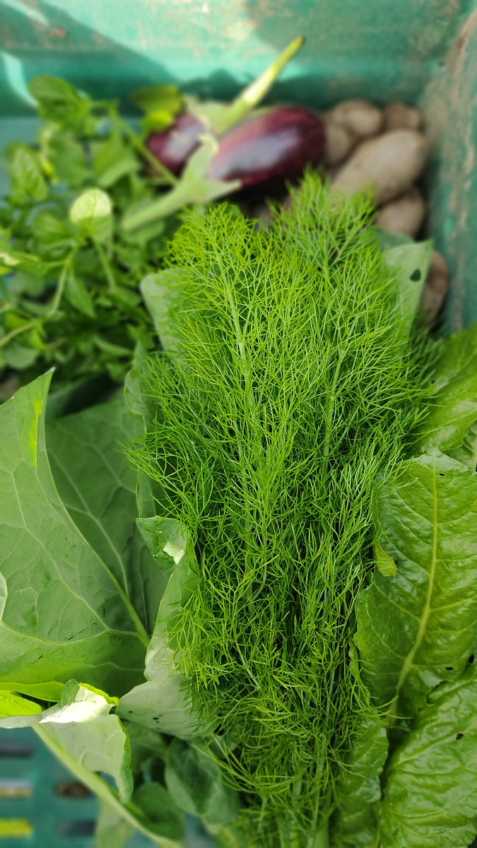 progresslondon's tweet photo. Organic food, and seed harvesting. Self-sustainability....
#Seed2Plate #Time4Progress #Seed2seed
๐ธ:@progresslondon Angell Town Community Food Gardens, Brixton, Lambeth, London
#TheBiggerPicture #SocialChange
#Global #Empowerment #FutureFood #ResilienceGardening #Food4Thought https://t.co/vqTrWREiqf