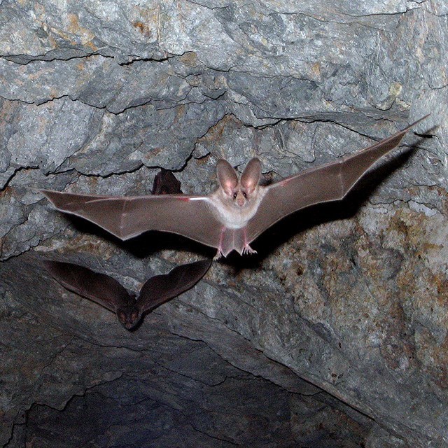 NatParkTrust's tweet photo. These flying mammals took the spotlight this week as we celebrated #NationalBatWeek! 🦇 This particular species, the California leaf-nosed bat (Macrotus californicus), is an insectivore and makes its home in the caves of the Southwest United States.
#Bats #NationalPark https://t.co/eJCKayuAUi