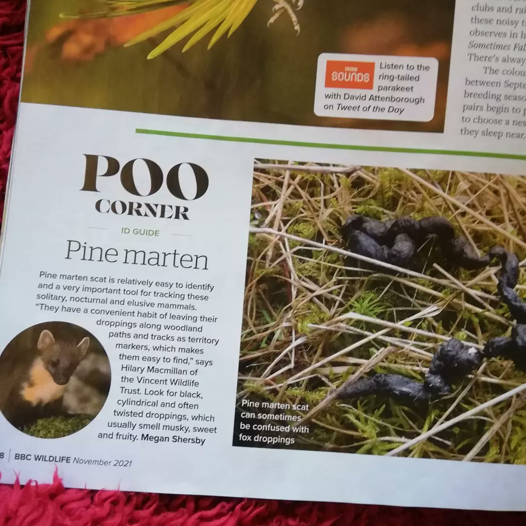 MeganShersby's tweet photo. But I now write the New Species Discovery and Poo Corner 💩 sections (and am LOVING them!!! Having a great time chatting to scientists about both), and our volunteer interview has made a return again which I am THRILLED by (and alongside a little ID guide). 4/x https://t.co/Br2z5RqeAr