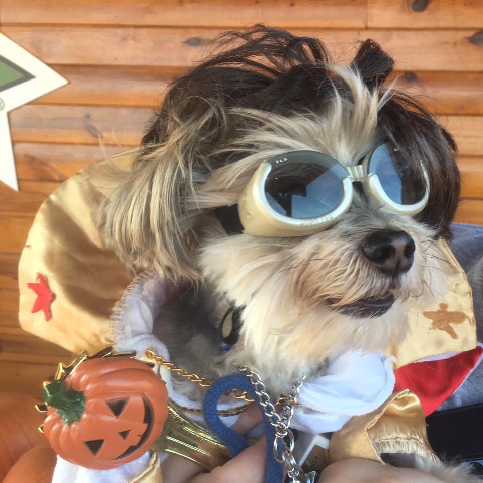 Denver_Downs's tweet photo. Dog Day at the Maze today! Open 1pm-6pm! Barnyard activities, Award winning Corn Maze, Concessions, Live Music, Pig- tuckey Derby Pig Races, Candy Cannon, Dog Costume Contest at 4:30. https://t.co/pppwKgNScS