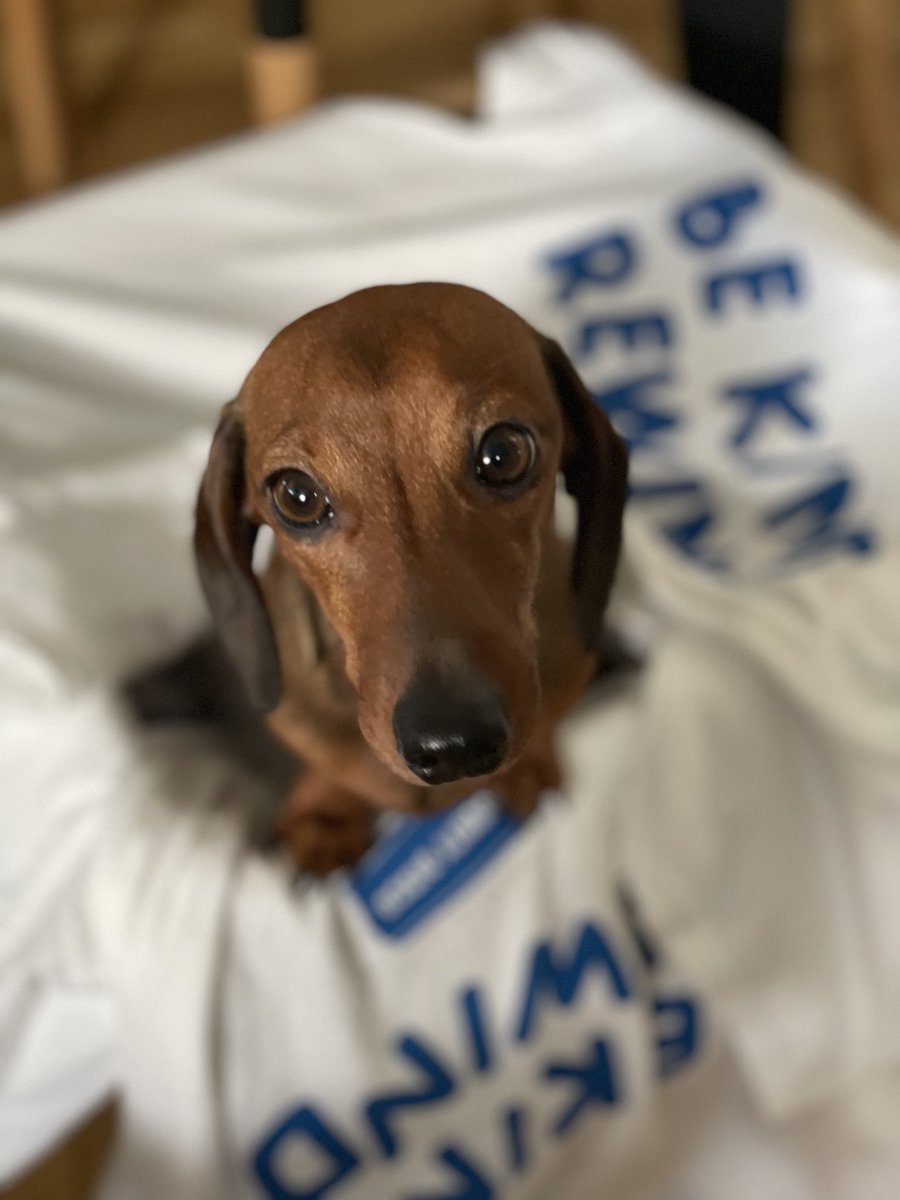 durtydiscouk's tweet photo. Who wants one of these then?
#BeKindRewind #Tshirt #Blockbuster x #DurtyDisco
#SausageDog https://t.co/K1ikJXrGNl