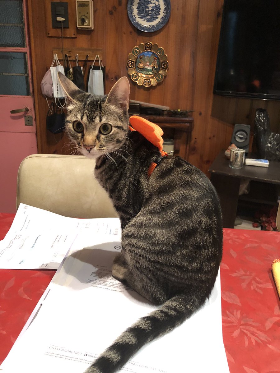 danielavbustos's tweet photo. @BarbaraBianco No tenemos cotillón pero acá también se disfraza de princesa y de hada https://t.co/aqCeofa0XC