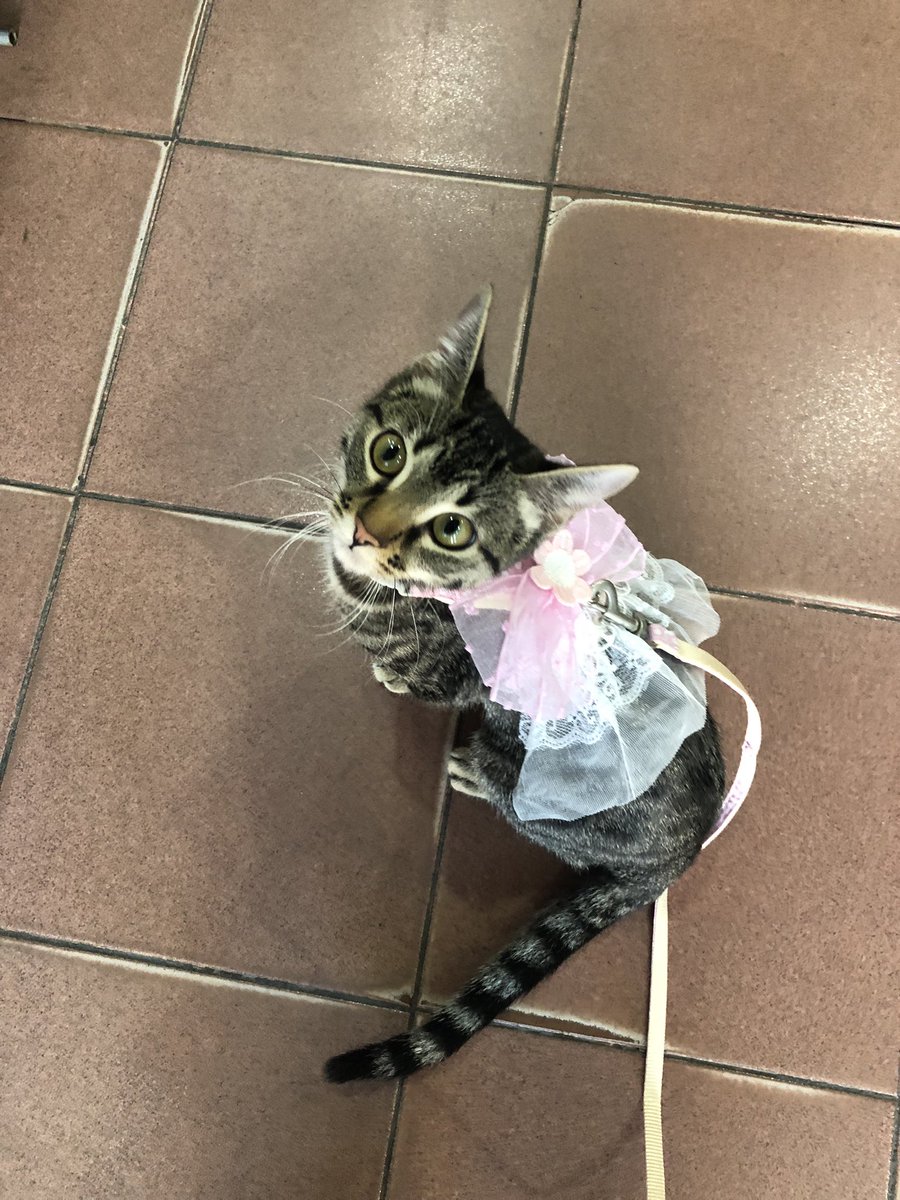 danielavbustos's tweet photo. @BarbaraBianco No tenemos cotillón pero acá también se disfraza de princesa y de hada https://t.co/aqCeofa0XC