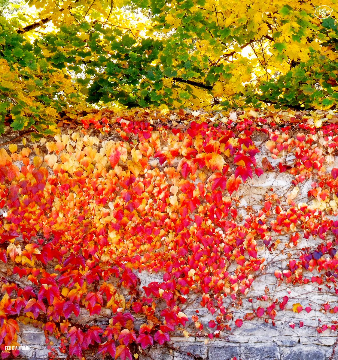 KarlKyber's tweet photo. 🧡 Le métissage de l'#Automne qui arbore ce parc,
🔥 Ces couleurs de feu qui embrasent ce mur,
🍂 La fragilité de son doux climat qui teinte le feuillage,
👋 #Bondimanche !
--
🍋 #KarlKYBER #Autumn #Nature #Naturephotography #Photography #Photooftheday #Rhône #Colors #automnfalls https://t.co/plDIqLvg5c