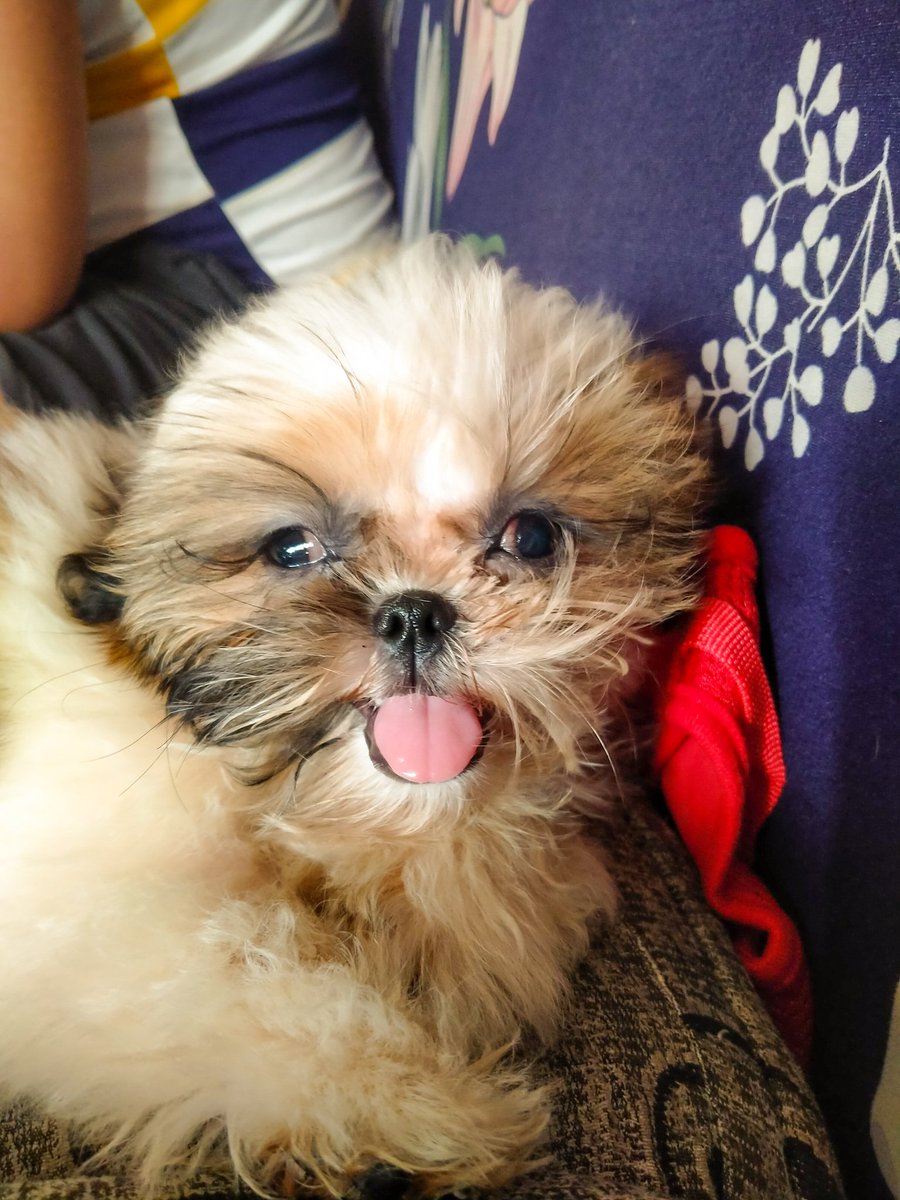 _shainerio's tweet photo. meet zeke. ❤️ https://t.co/t2l27heW0t