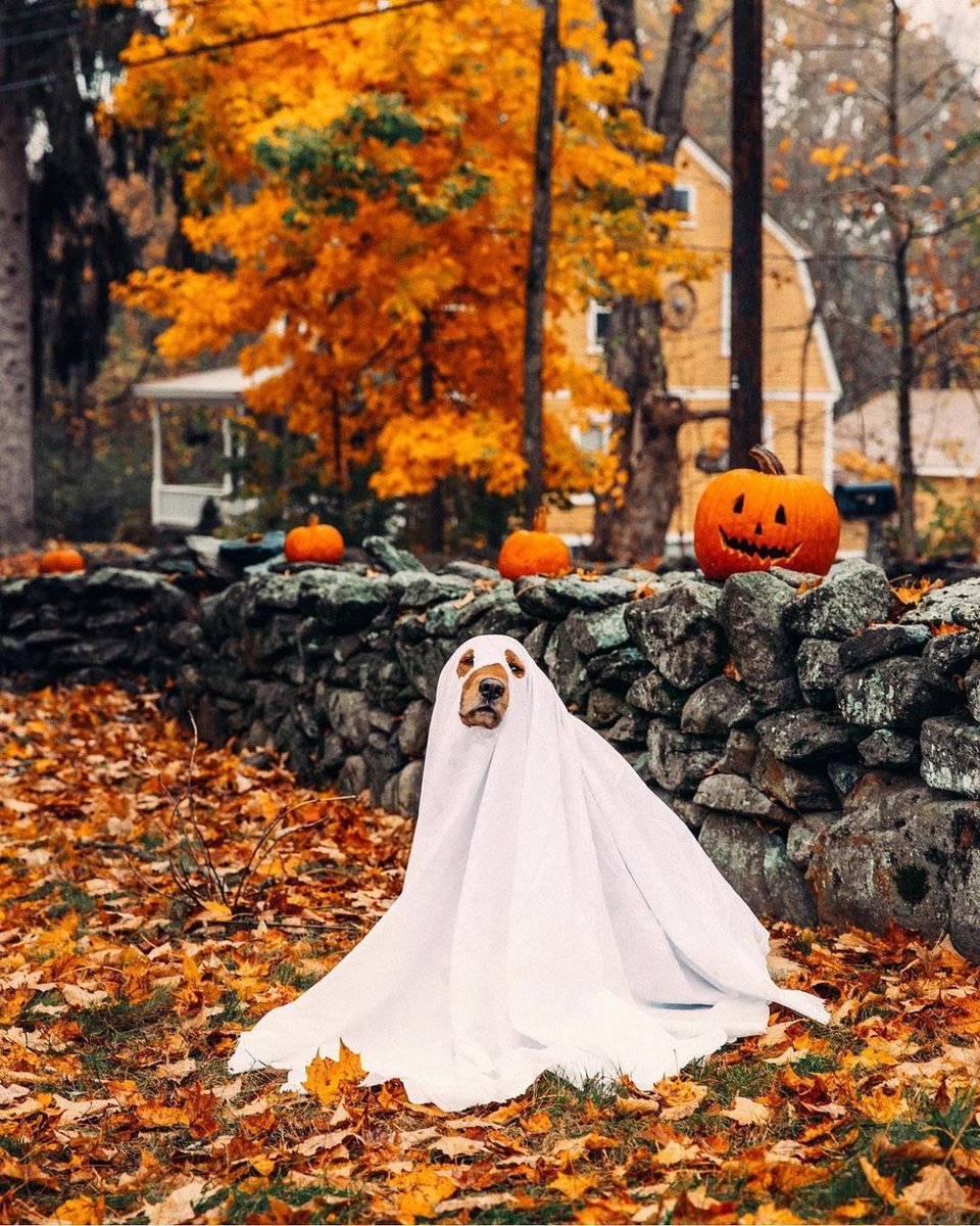preferredhotels's tweet photo. Happy Howl-oween to all our #PreferredPups! ๐พ #ThePreferredLife #BelieveInTravel ๐ธ: @kjp https://t.co/3kJHmDMTnn