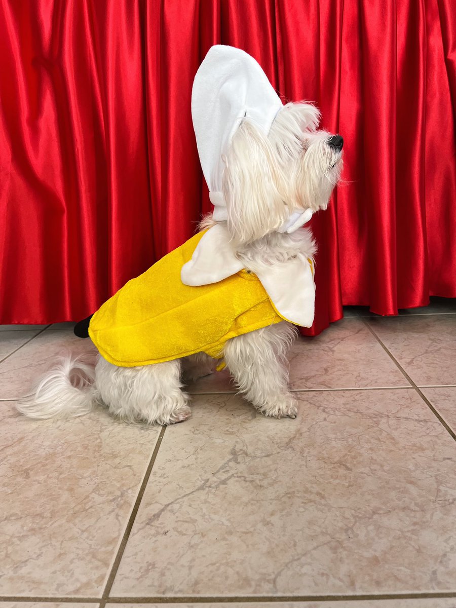 lannathemaltese tweet picture