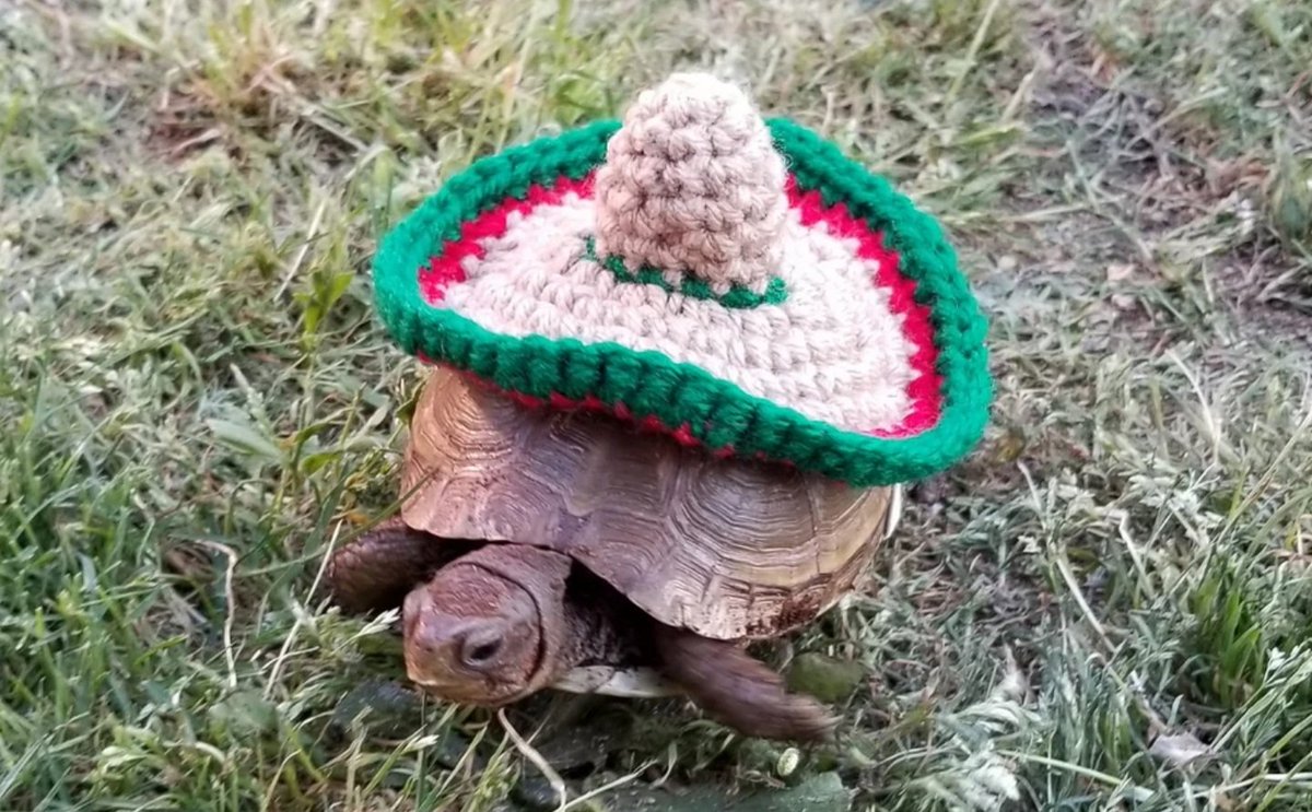 VMwareTurtles's tweet photo. BOO and Happy Halloween! Be safe and have an epic time! https://t.co/D5b07gOa1I