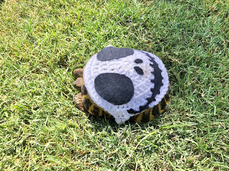 VMwareTurtles's tweet photo. BOO and Happy Halloween! Be safe and have an epic time! https://t.co/D5b07gOa1I
