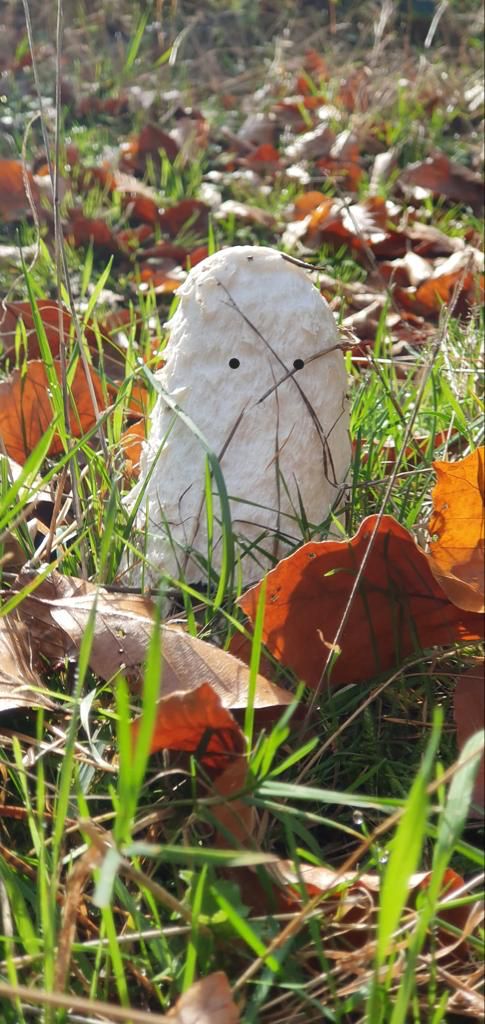 Shaggy ink caps (Coprinus comatus) showing their spooky skills today. 

totallywilduk.co.uk/foraging-cours…

#ghost #halloweencostume #halloween #shaggyinkcap #coprinuscomatus #spooky #foraging #mushrooms #ukforaging #mushroomsuk #yeahididthedots