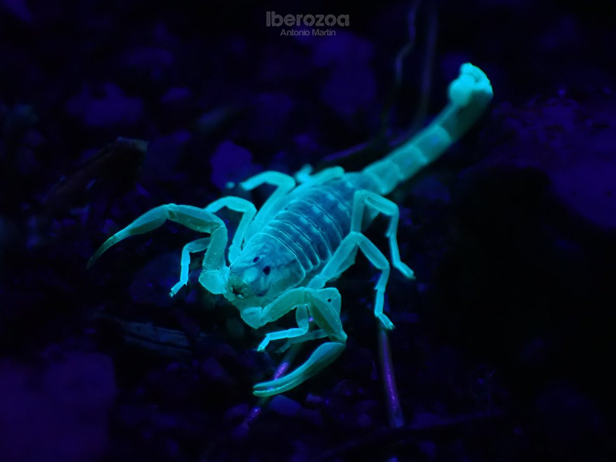 iberozoa's tweet photo. 🎃 ESPÍRITUS FLUORESCENTES 🦂
Los #escorpiones, como este del género #Buthus, emiten #fluorescencia con la luz ultravioleta 😈. Se lo deben a dos compuestos de su cutícula (carbolinas y cumarinas). Al mudar la exuvia sigue brillando, incluso perdura tras la #muerte del #animal 👻 https://t.co/2Se8eYi0Dg