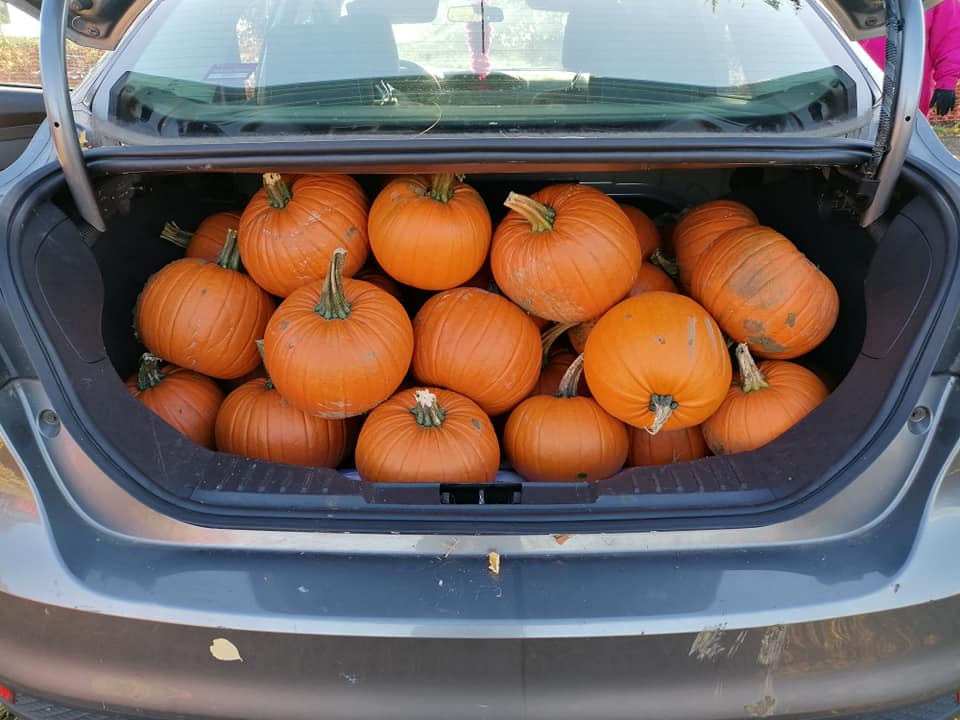 GleaningHub's tweet photo. And second were some glorious pumpkins gleaned during a flying visit to a pumpkin farm near  Huntingdon. We're working with the farmer towards another larger scale glean next weekend #eatyourpumpkin #gleaning #pumpkinrescue https://t.co/T5F2OEZBhe