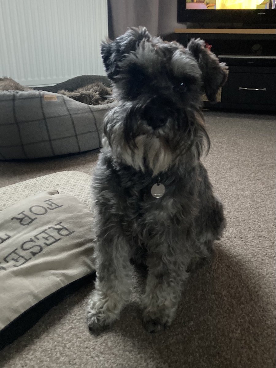 montymaclary's tweet photo. Here’s a dog that thinks it’s tea time - sorry Monty still another hour to go!! 🕔 #clocksWentBack🤣🤣🤣 https://t.co/7KbzygdCeQ