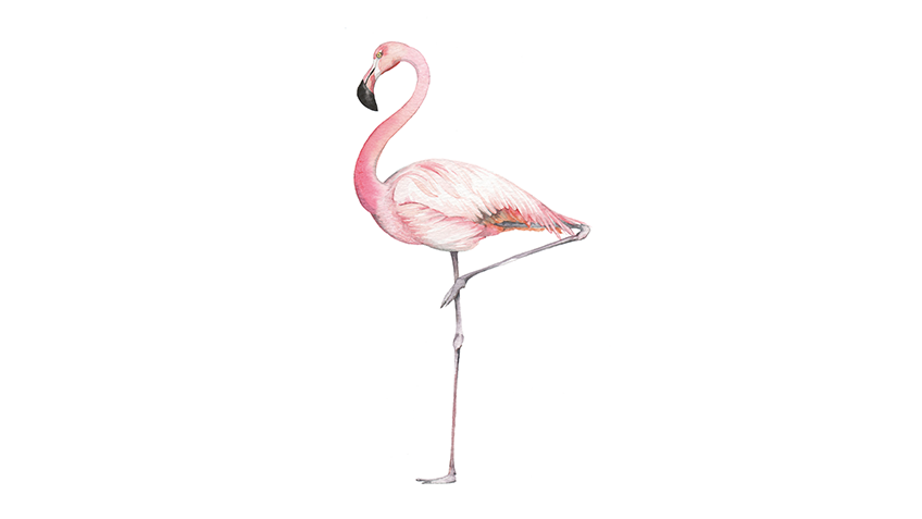 Octopus_Books's tweet photo. This month over on our #MakeAndCreate page weโre encouraging you to try your hand at art of watercolour. Have a go with this gorgeous Chilean Flamingo from @harrietdewinton's book: Birds, Bees and Blossoms. https://t.co/FdZhtng6yL https://t.co/K4Fb6HmnQw
