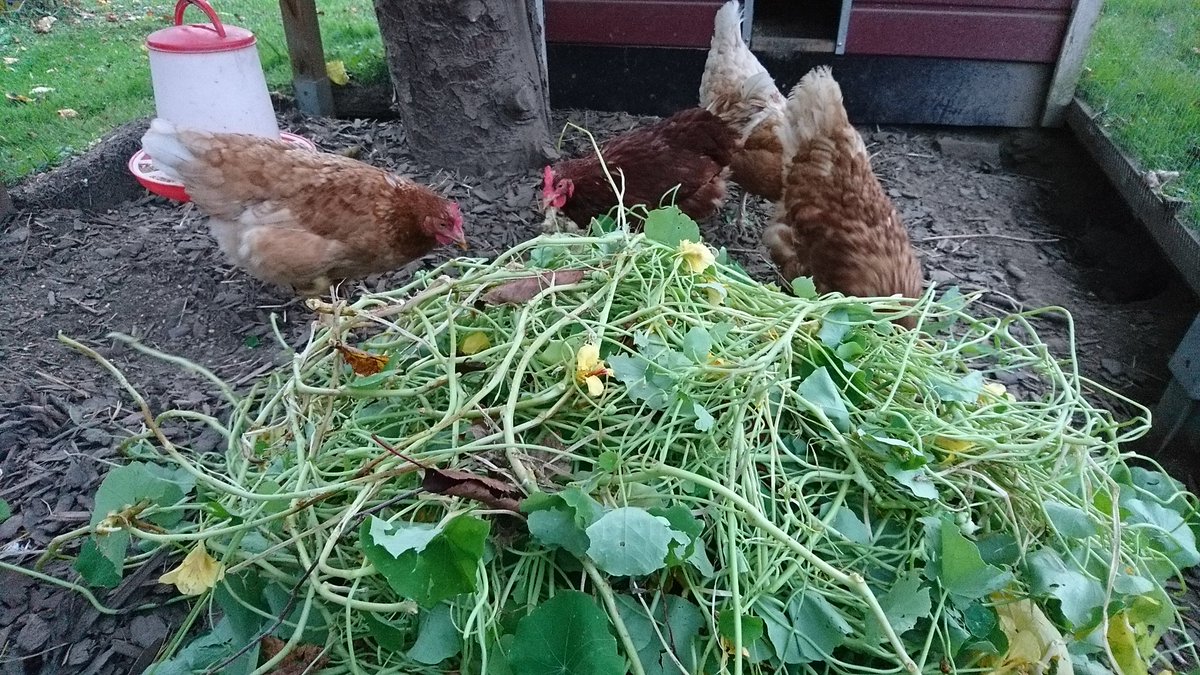 Die Damen lieben #kresse