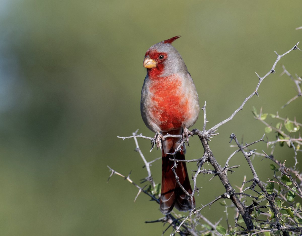 OnlyVeesAz's tweet photo. Pyrrhuloxia aka Desert Cardinal https://t.co/YJMVtRwFWy