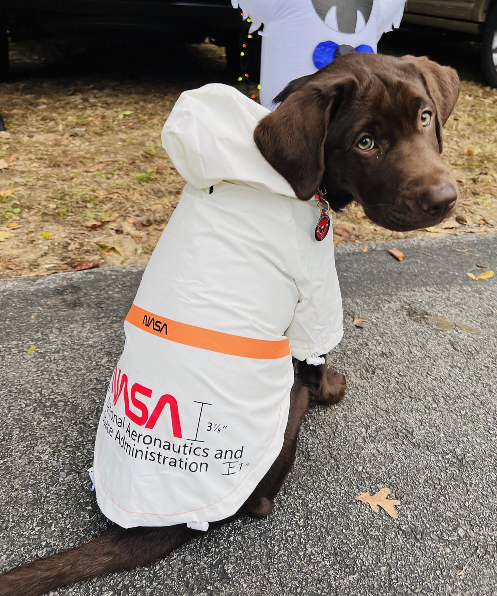 CapsPup's tweet photo. ill be the first pupper on the moon !!!
#7daysofhalloween https://t.co/AYWhfLiuik