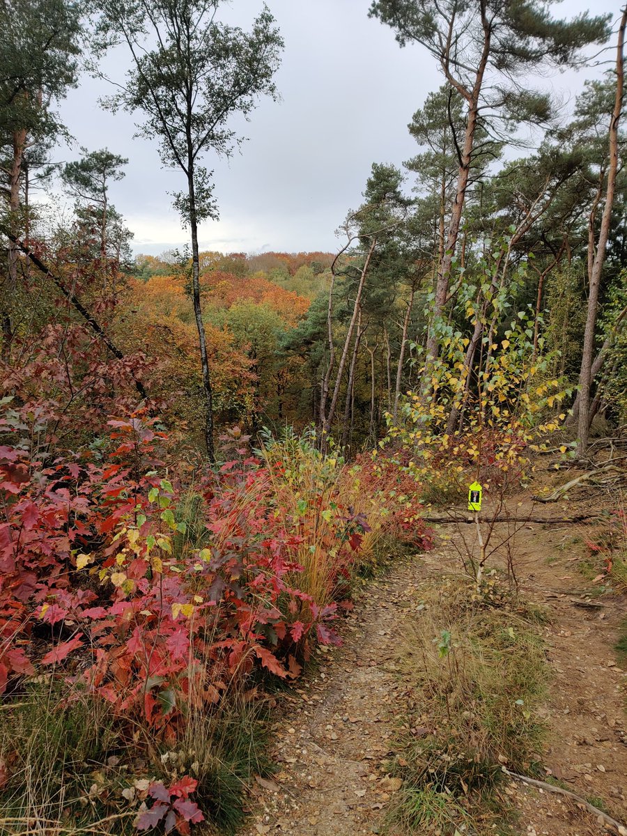 Meisje_Sanne's tweet photo. Oké. Wat was dit afschuwelijk mooi, maar (vooral!) ook AFSCHUWELIJK zwaar! 🙈 En dat zeg ik niet snel. Met recht één van de zwaarste trails die ik in NL heb gelopen. Héél hard afgezien, dus ben héél blij dat ik op dit moment lekker in bad lig 😆 #devilstrail https://t.co/z7zzH8831r