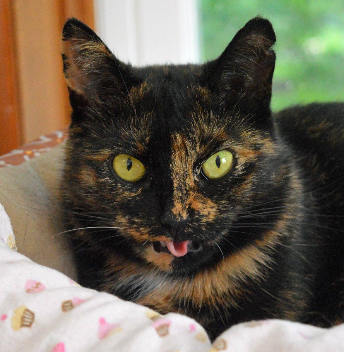 petsalive's tweet photo. We asked Harvest what she wanted to dress up as for Halloween, and she was pretty clear that her answer was "don't even try it."

We have come to the conclusion that being Harvest is the best costume there is!

#DontHurtUs #Halloween #HappyHalloween #Cats https://t.co/81fgnuSPn0