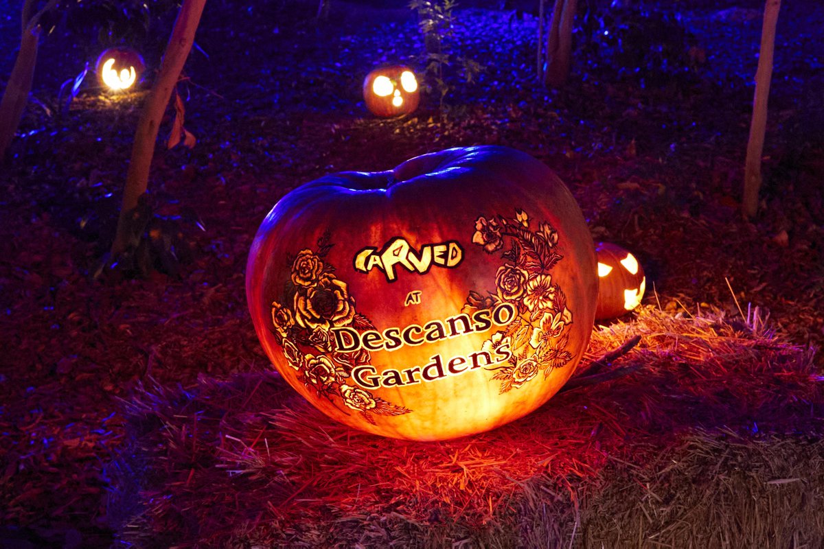 DescansoGardens's tweet photo. Happy #Halloween! Carved ends its run tonight. Thank you to everyone who joined us during spooky season at Descanso 🎃 #CarvedLA
#DescansoGardens #Carved #Pumpkin #LosAngeles #California #TimeOutLA #DiscoverLA #VisitCalifornia #abc7eyewitness #NBCLA #CBSLA https://t.co/f2XEbU6I3M
