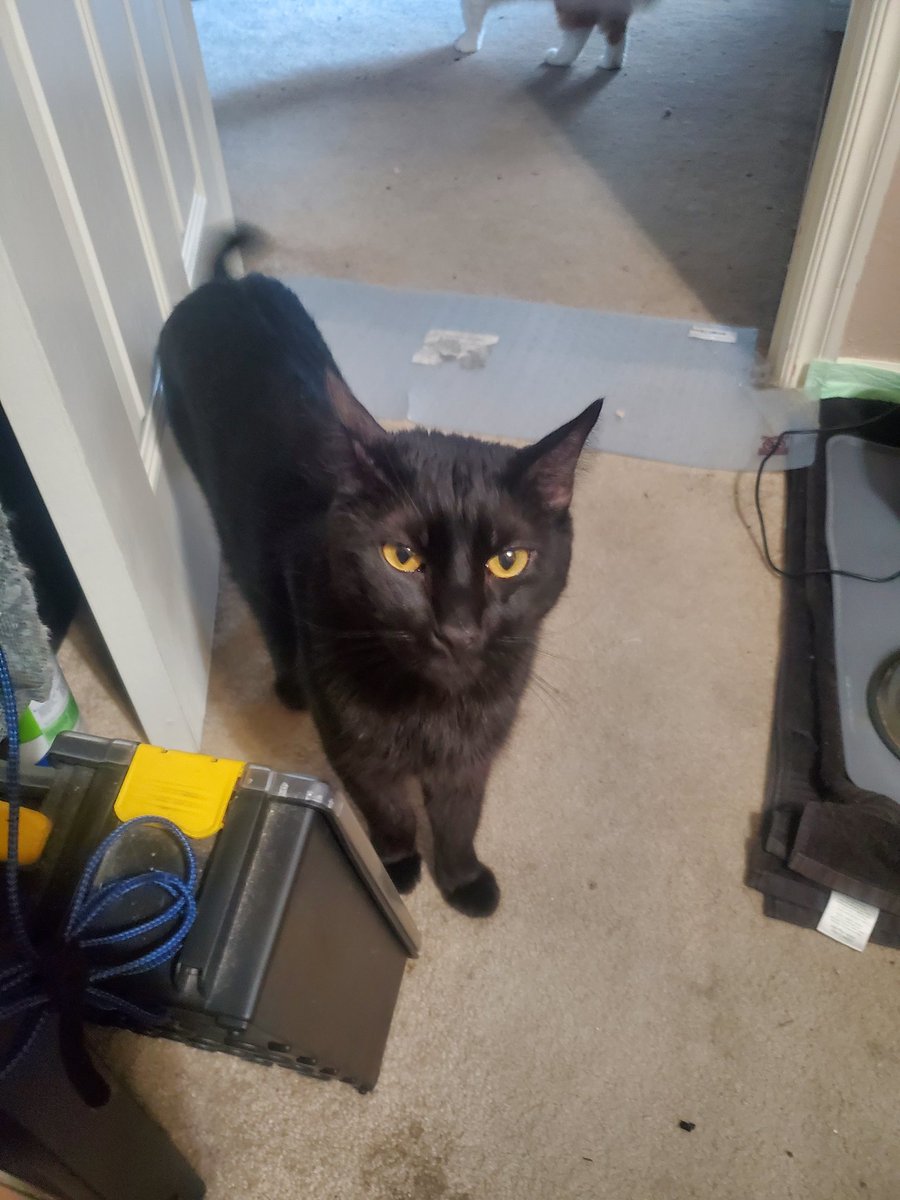 Slipyphist's tweet photo. @Gutfoxx one of my three cats, this is my main man Jiji https://t.co/u6mQ7p0kJ1