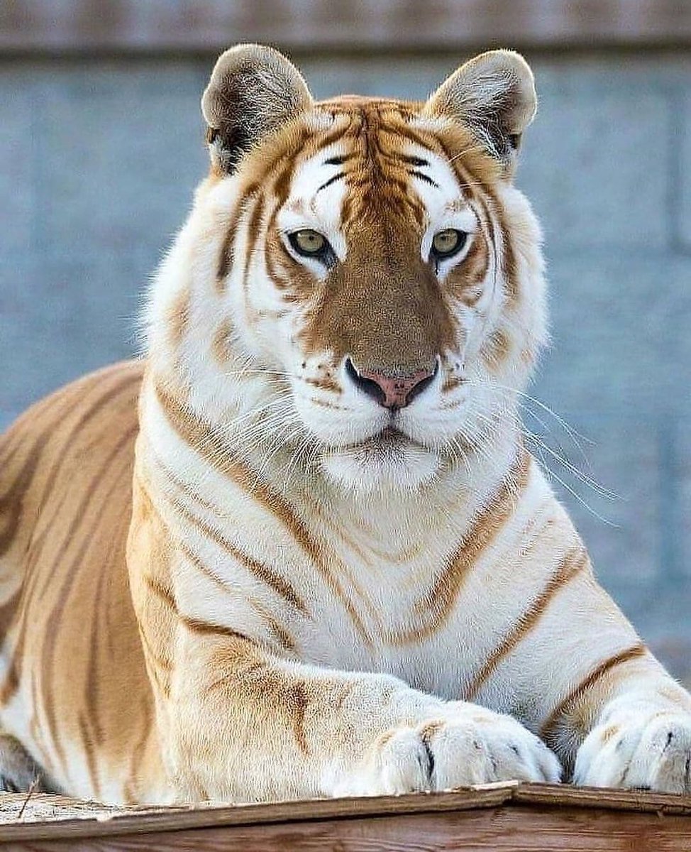 Gorgeous 🤎🤍🤎