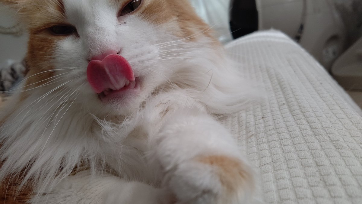 #ノルウェージャンフォレストキャット 