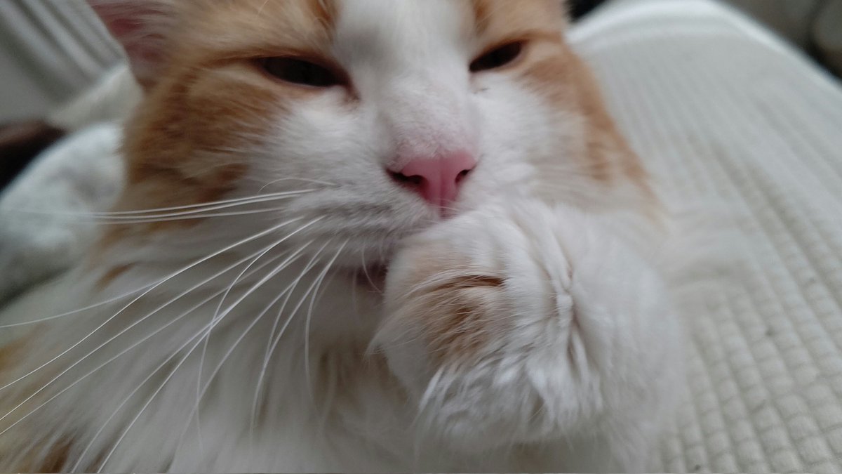 #ノルウェージャンフォレストキャット 