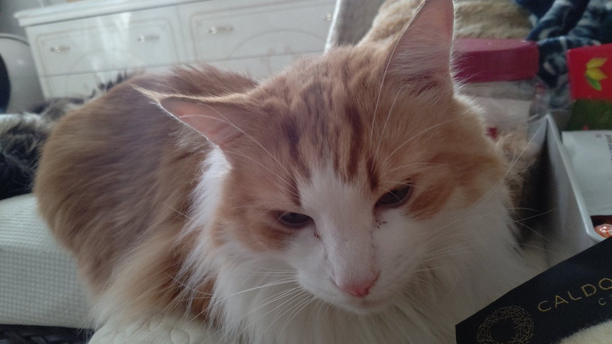 #ノルウェージャンフォレストキャット 