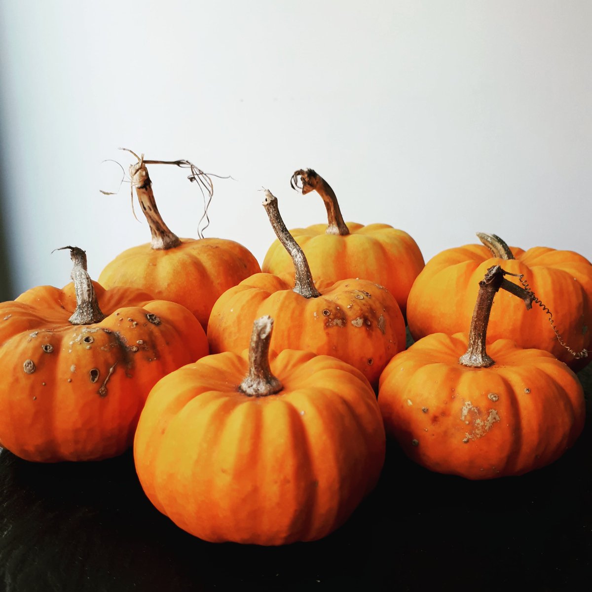 Hippystitch's tweet photo. A very unscary selection of mini pumpkins from the allotment...

#pumpkin #minipumpkins #halloween https://t.co/Qbv31RBY4W