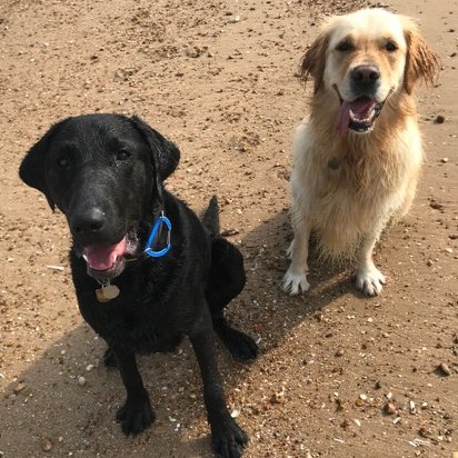 LeicsGuideDogs's tweet photo. Kato and Kessie are celebrating #GuideDogs90 as they became #bestfriends through their @guidedogs #PuppyTraining and love of #HunstantonBeach. Thanks to Wesses Bakery #MarketHarborough for kindly hosting our counter-top collecting dogs #GuideDogsFamily https://t.co/zKLBMsn9dM https://t.co/dqJyePzRqv