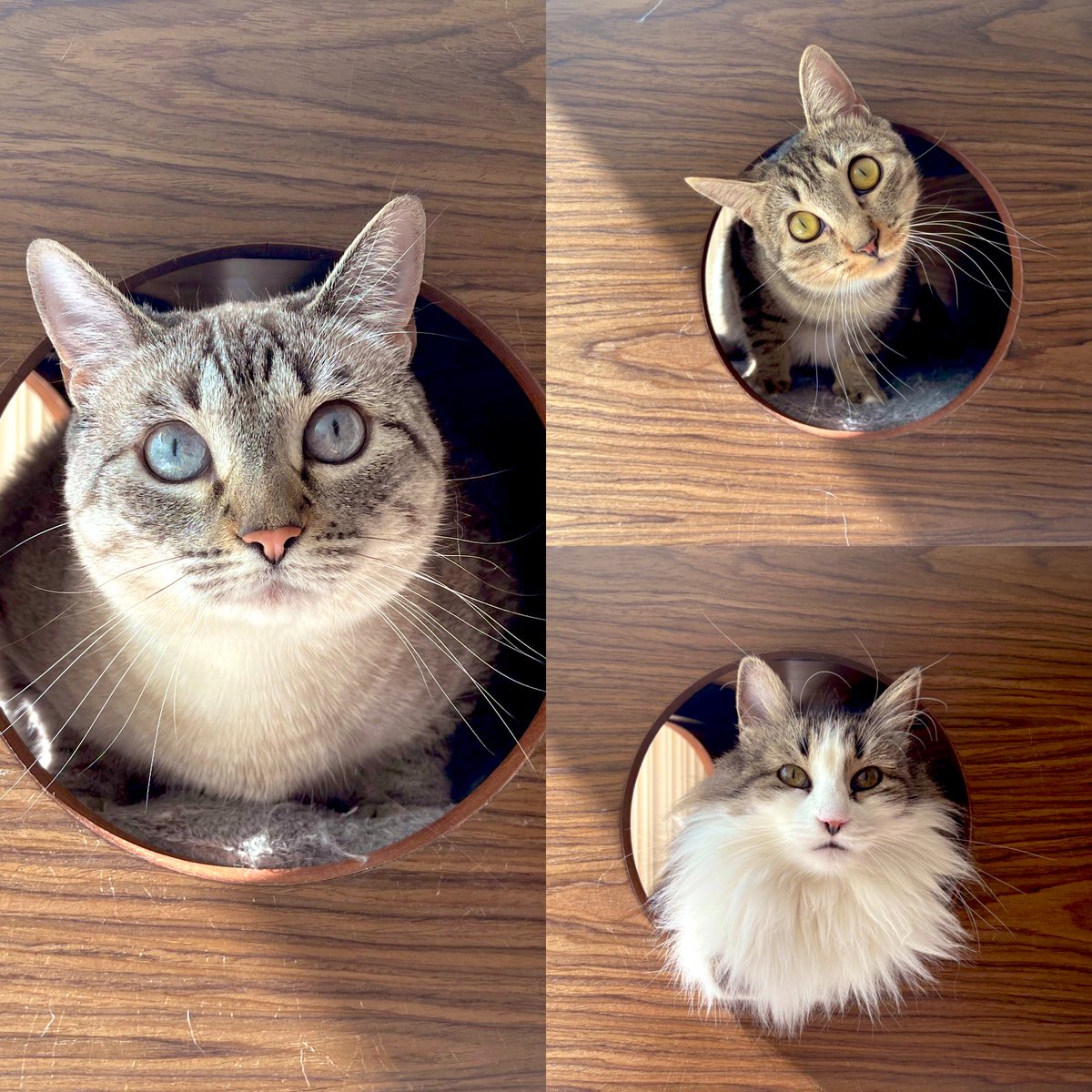 rotsen44's tweet photo. Mi familia gatuna: Yuki, Sara y Chihiro 😺😸😼 #CatsOfTwitter #CatsParade https://t.co/T5gAPHpIt2