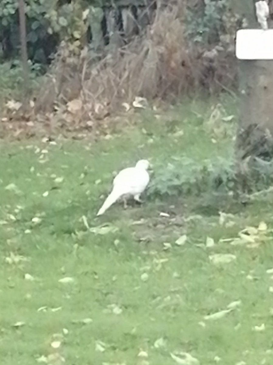 _ChrisBates's tweet photo. Spooky visitor to the garden! Rare albino pheasant...at least I think it was... 👻 #halloween2021 #halloween https://t.co/UwVAUNludl