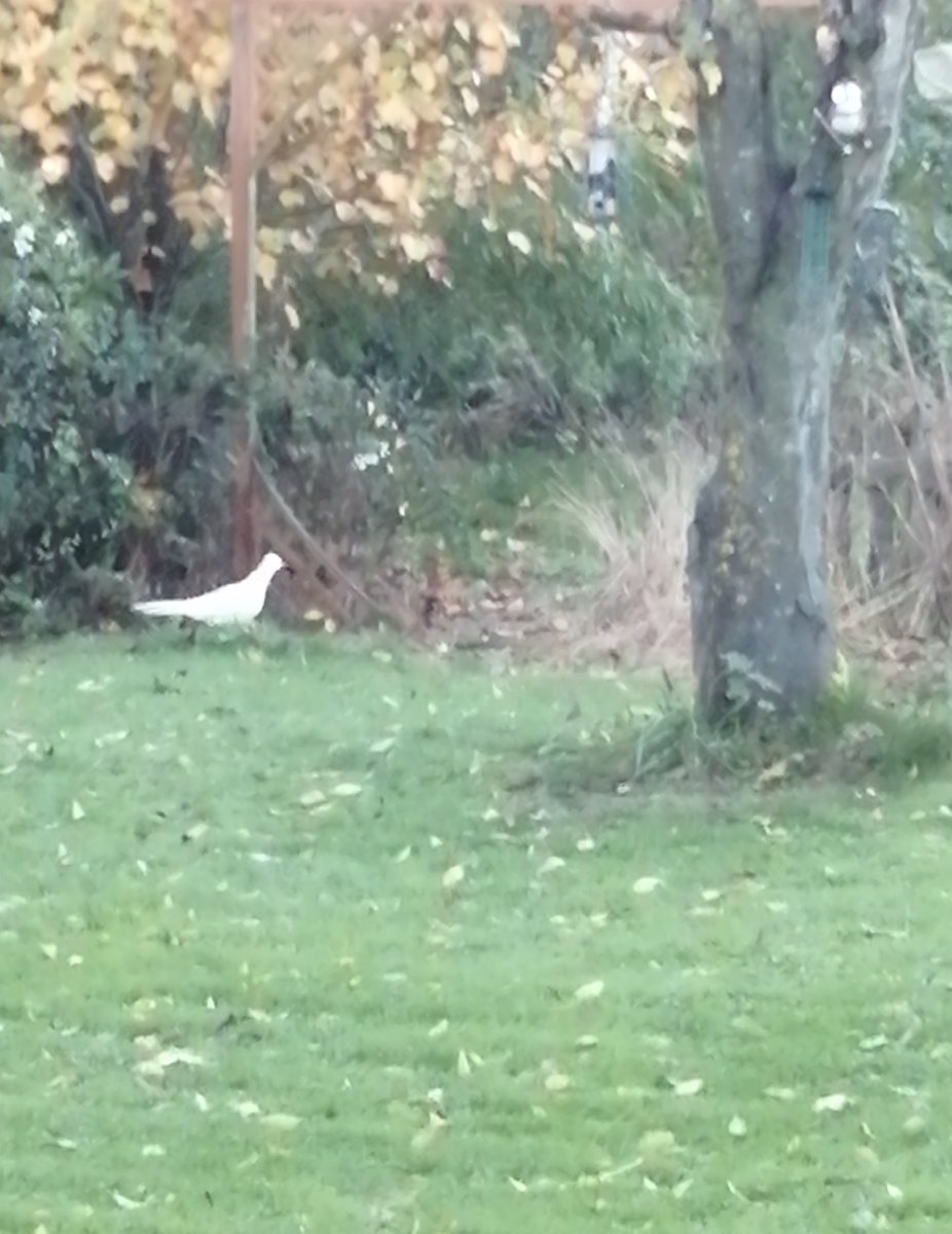 _ChrisBates's tweet photo. Spooky visitor to the garden! Rare albino pheasant...at least I think it was... 👻 #halloween2021 #halloween https://t.co/UwVAUNludl