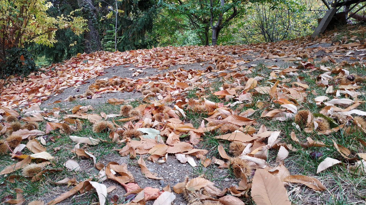 Ultime giornate di #castagne #marroni #castagni #castagnatura #amiata 🌰