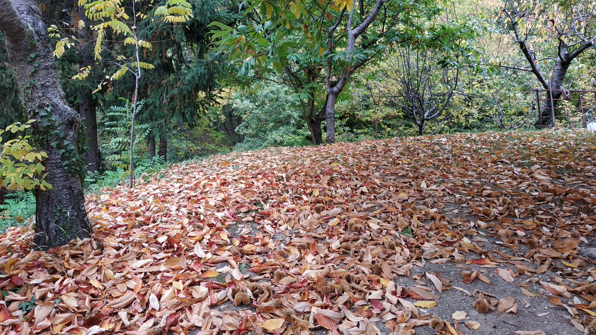 Ultime giornate di #castagne #marroni #castagni #castagnatura #amiata 🌰