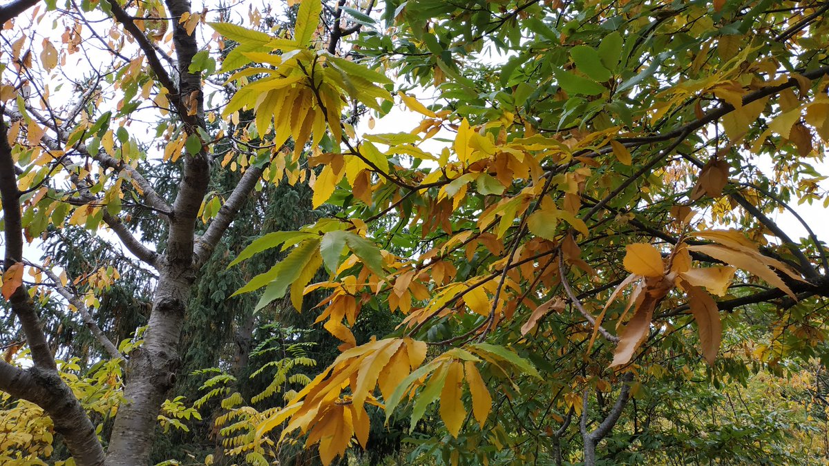 Ultime giornate di #castagne #marroni #castagni #castagnatura #amiata 🌰