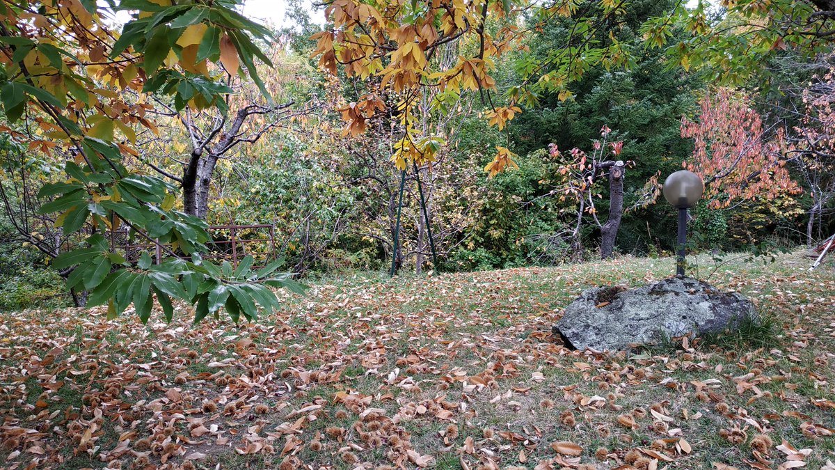 Ultime giornate di #castagne #marroni #castagni #castagnatura #amiata 🌰
