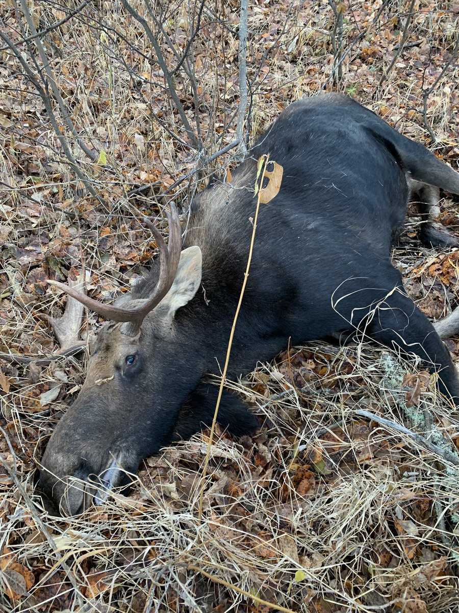 tchoboter's tweet photo. @daltoneric77 Good luck. I got this guy last Sunday. Dress out at 500lbs Going to be good eating https://t.co/Ugb8XMWDuU