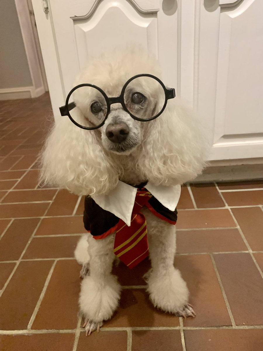 Happy Halloween from Harry Poodle. The dog who lived.⚡️🦉🎃
#halloween2021 #dogs #dogsoftwitter #apellatetwitter #appellatepets #Halloween
