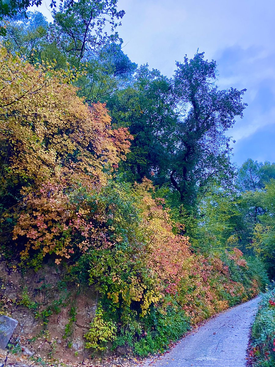 OTCollesurLoup's tweet photo. 😈 [LA PARTIE PEUT COMMENCER…] 😈

L’automne sur la Côte d’Azur pour ce dimanche pluvieux d’Halloween.. 🍂 🍁 🎃 

Belle soirée 🧛🏻🧟

C’est à #LaColleSurLoup et nulle part ailleurs ! #CotedAzurFrance 👻 https://t.co/CIRRdmVnL1