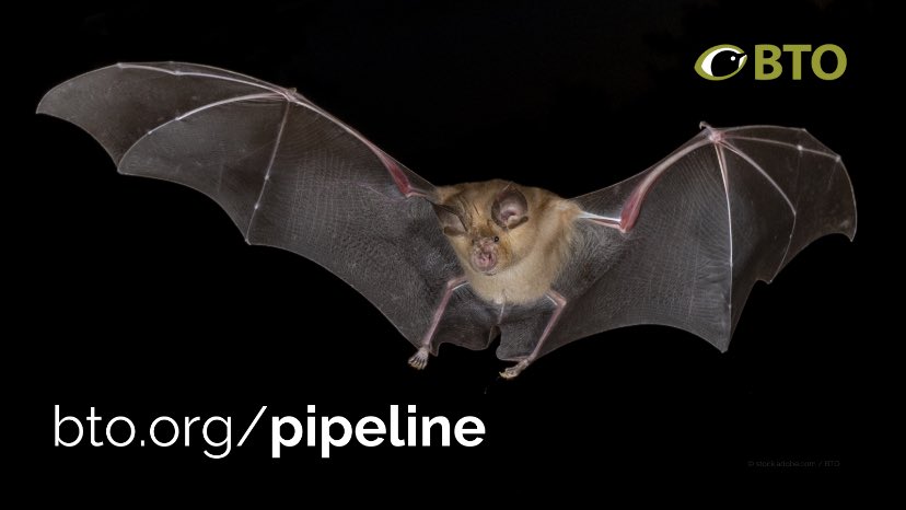 The BTO Acoustic Pipeline is your gateway into a hidden nighttime world. The cutting-edge software (developed with @Mostlybats and @BatAbility) identifies the bats, small mammals, bush crickets and even some moths picked up by your bat detector 👉 bto.org/pipeline