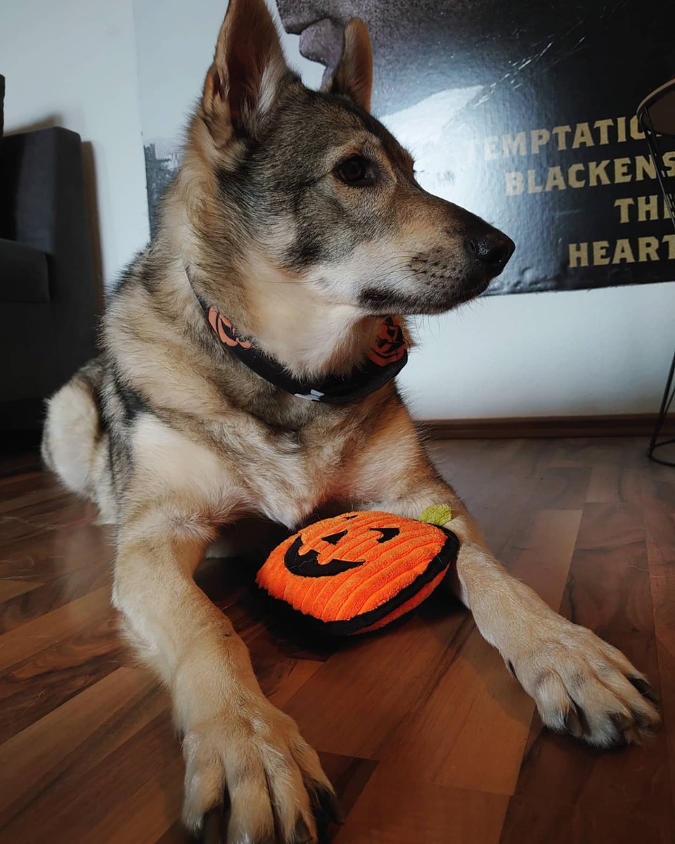 wehavetofind's tweet photo. Happy Halloween from my dog https://t.co/GMLTm8JqWN